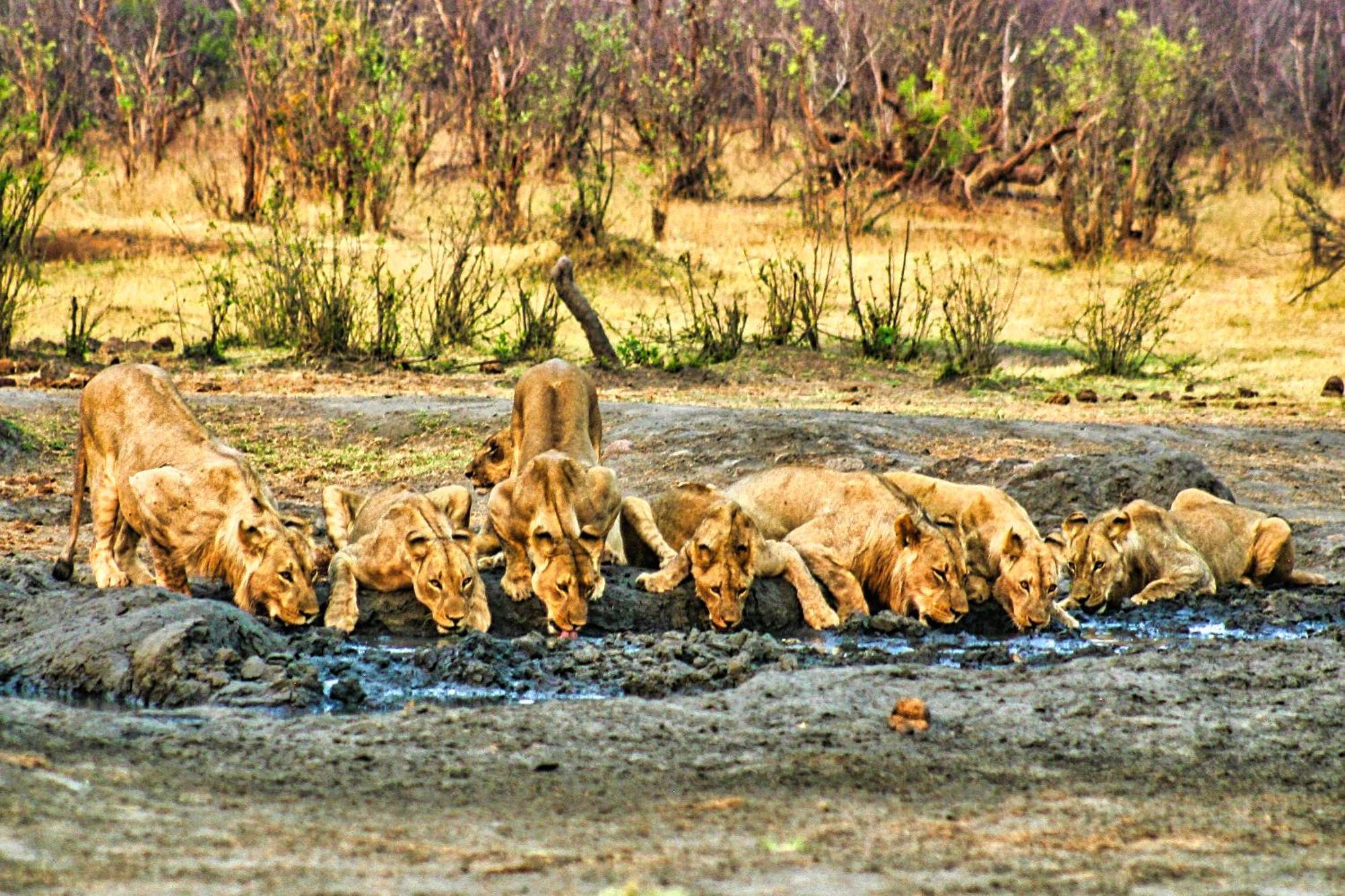 Room In Villa - Zambezi Family Lodge - Elephant Room Victoria Falls Eksteriør billede